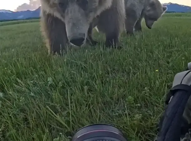 Photographer Describes Close Grizzly Bear Encounter as Peaceful