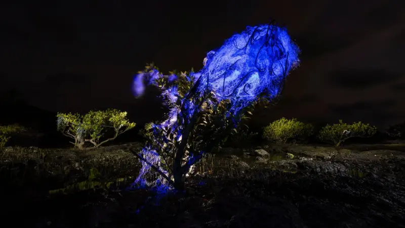 Οι καλύτερες φωτογραφίες των Mangrove Photography Awards 2026 παρουσιάζουν μοναδικά παράκτια οικοσυστήματα