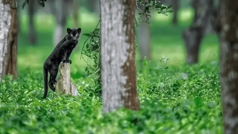 Rare Black Leopard Photographed Raising Her Cubs on a Tea Plantation