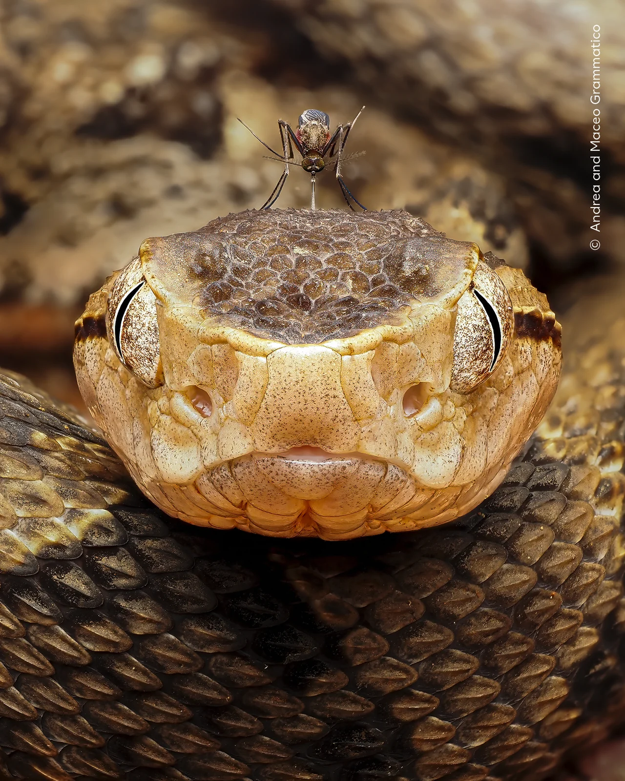 A mosquito drinking blood on a venomous viper