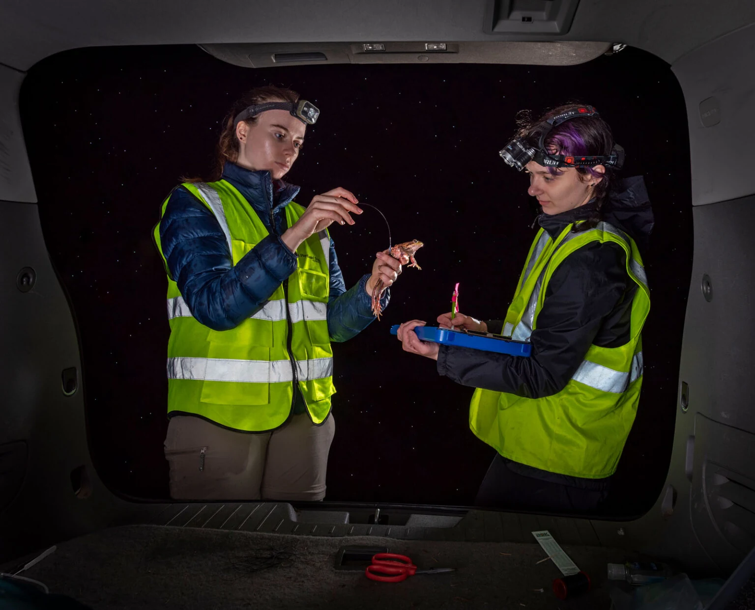 Two researchers wearing high-visibility vests and headlamps attach a radio transmitter to a frog.