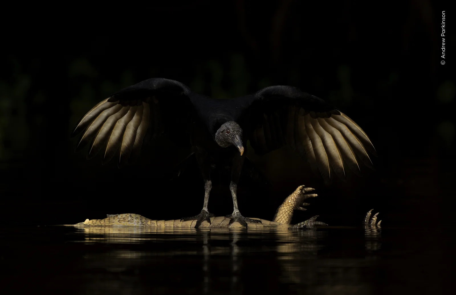 A black vulture standing on a yacare caiman