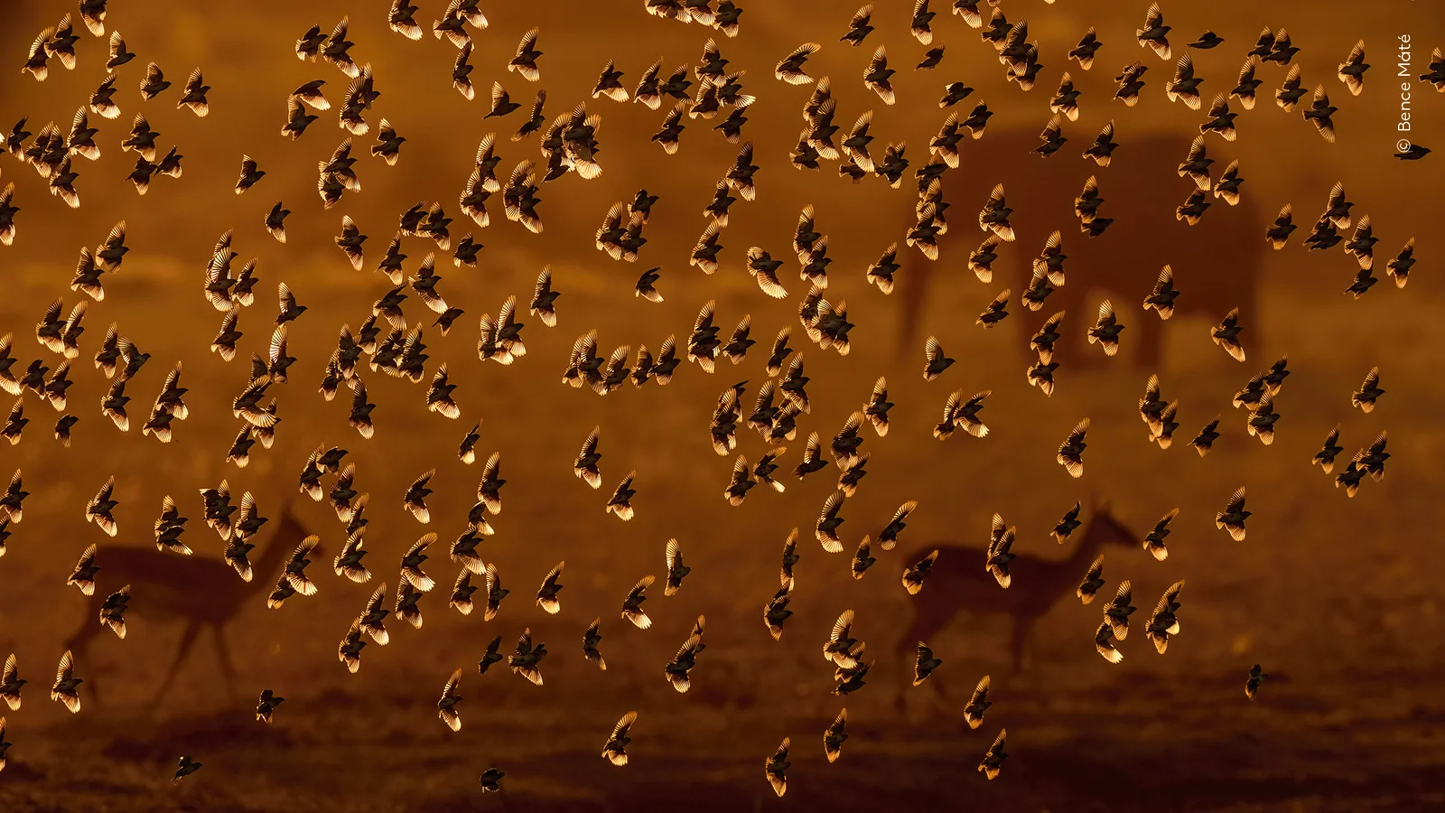 A huge flock of red-billed quelea in golden light