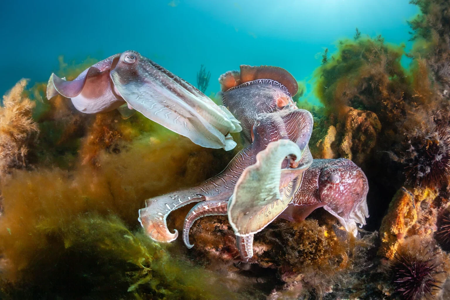 Three giant Australian cuttlefish display brown and white patterns among seaweed in South Australia.