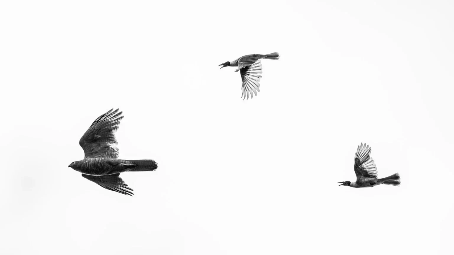 A brown goshawk flies as two smaller noisy friarbirds mob it against a pale sky.