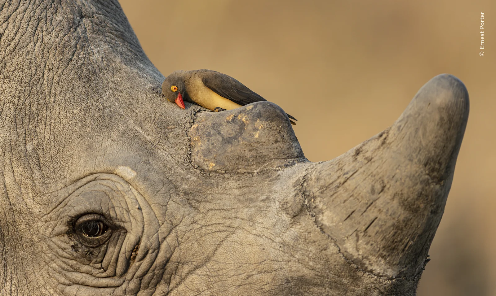 An oxpecker cleaning its bill on a rhino
