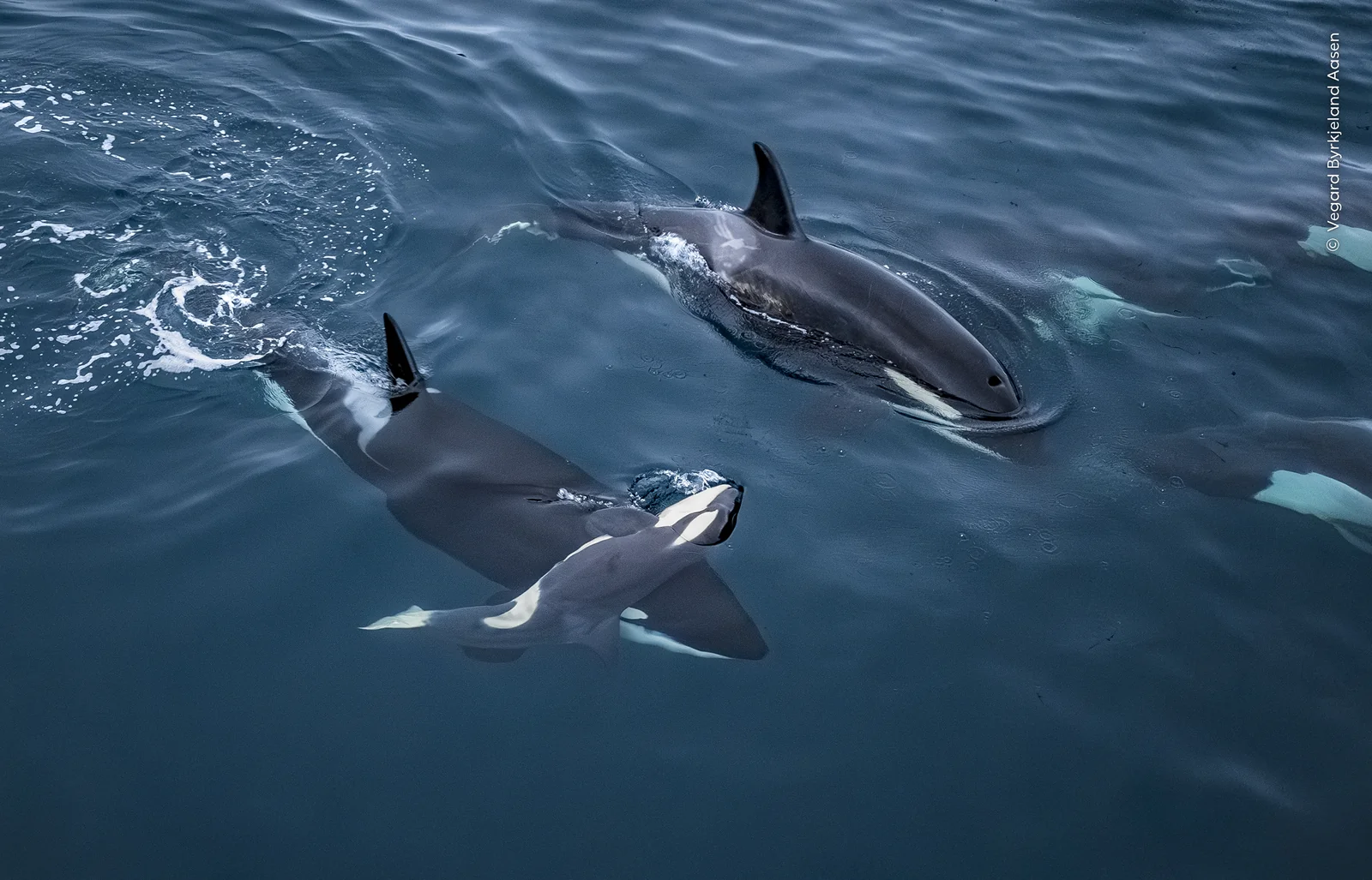 An adult orca carrying a dead calf