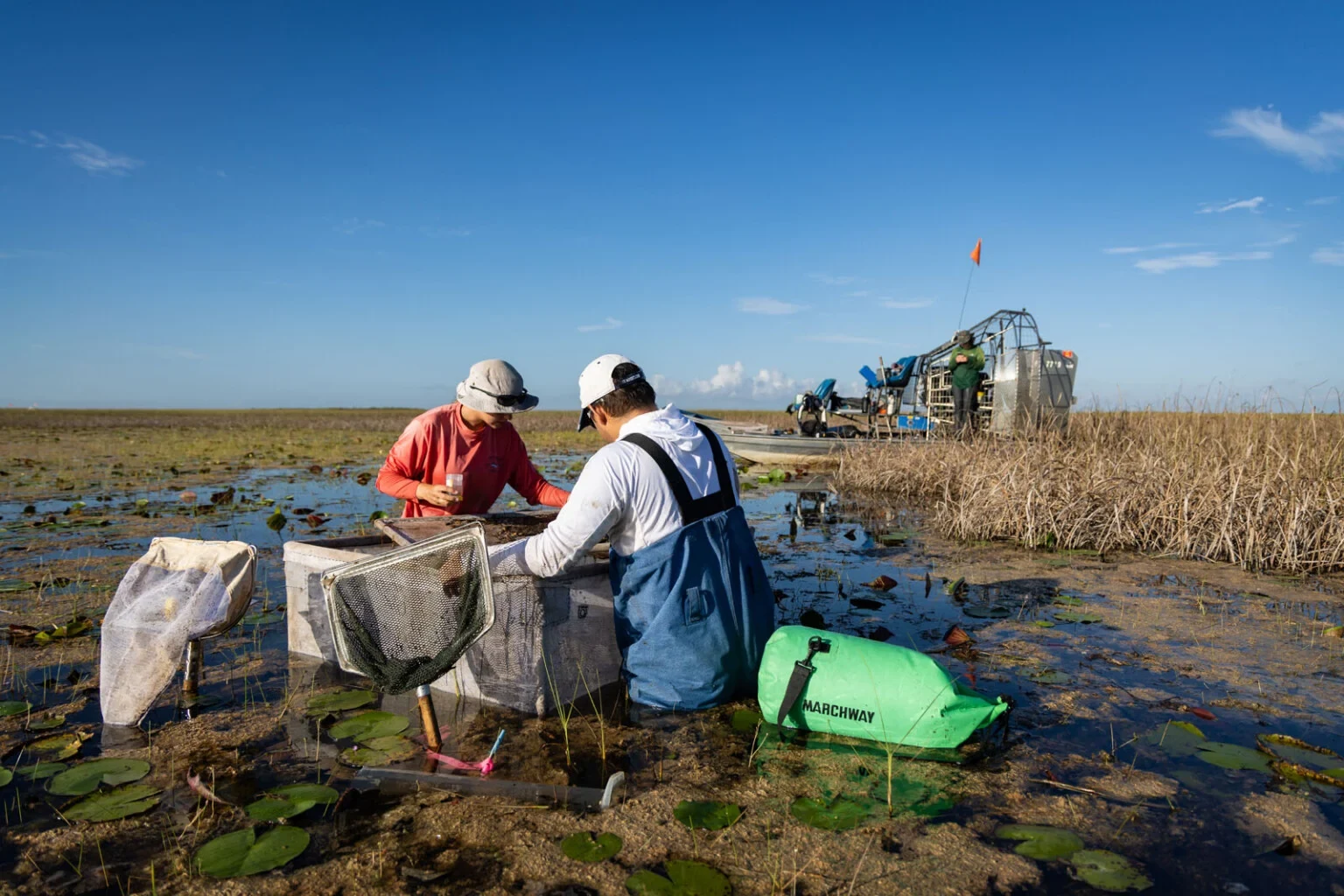 Two researchers sample fish and invertebrates in shallow Everglades water using a one-square-meter trap.