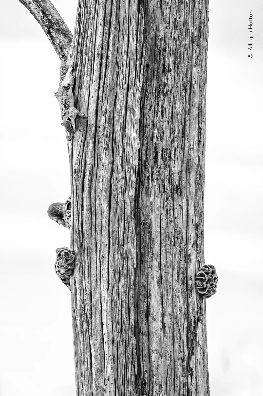 A young leopard chasing a squirrel up a tree