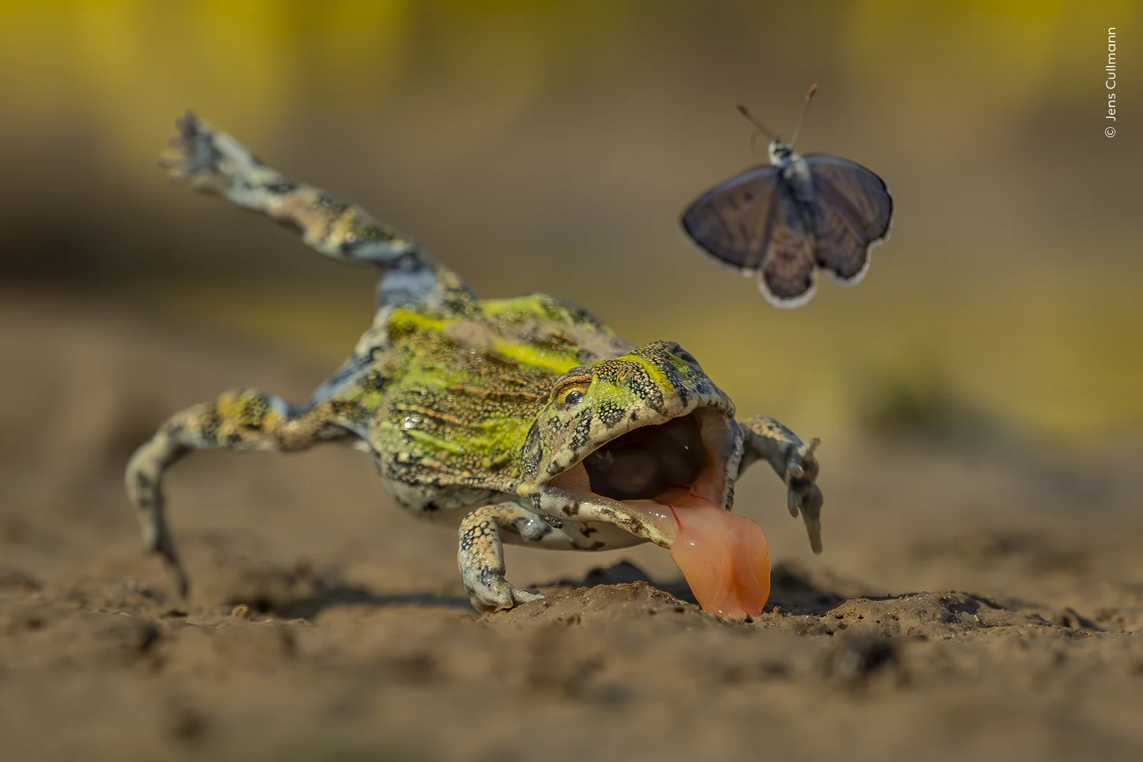 An African bullfrog lunging at a butterfly