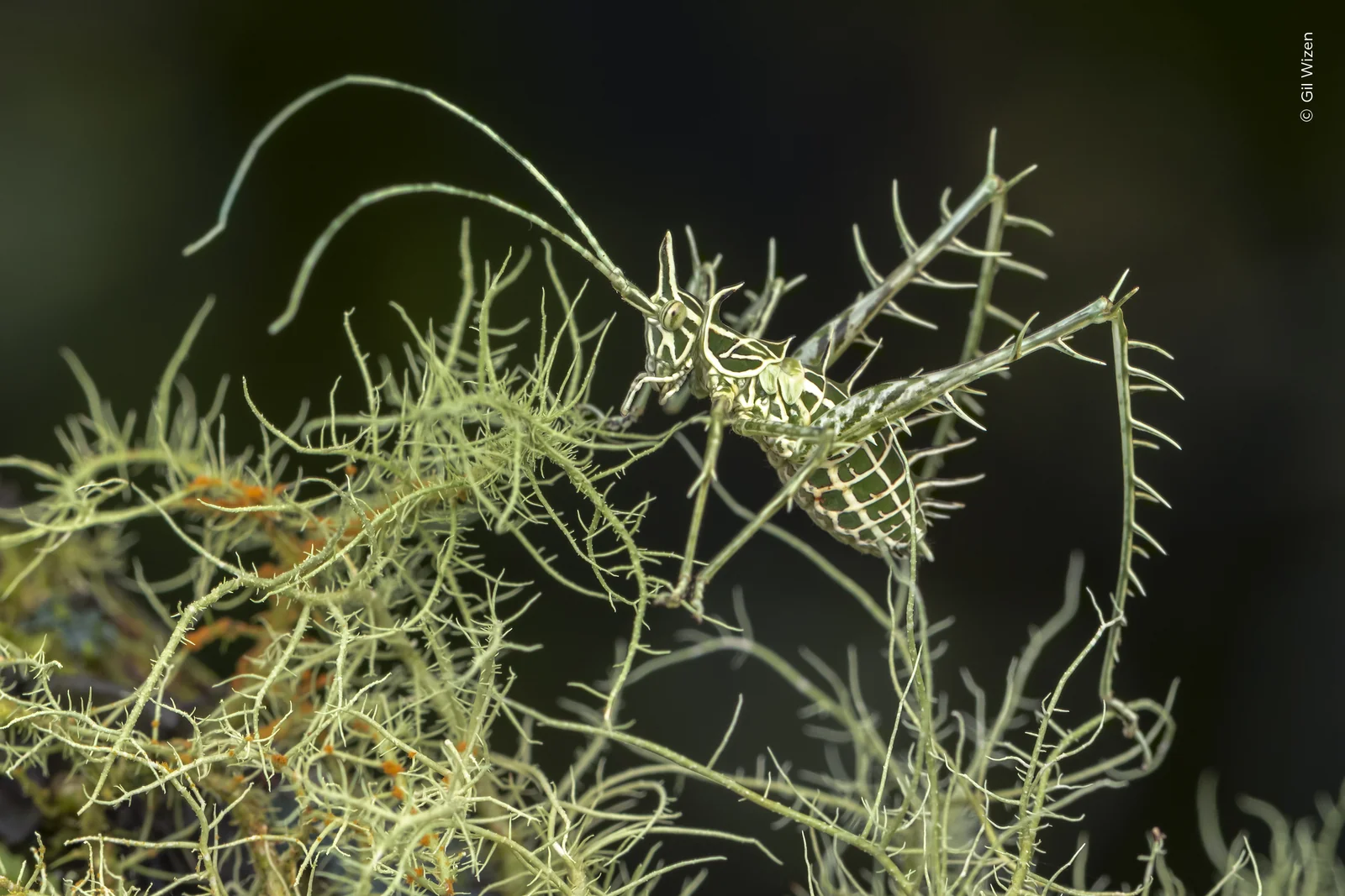 A camouflaged lichen dragon katydid