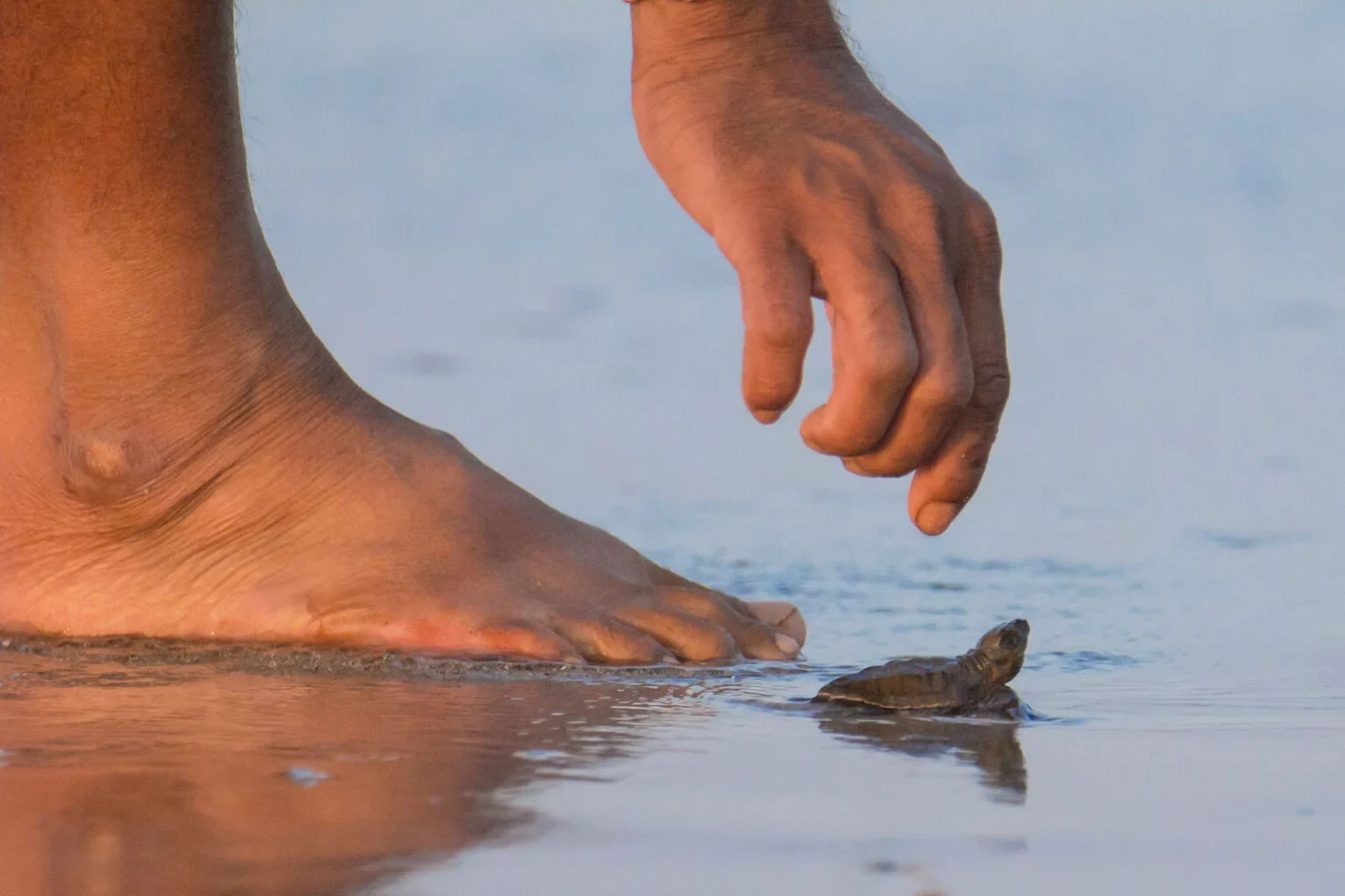 A human hand reaches toward a tiny olive ridley hatchling on wet sand.