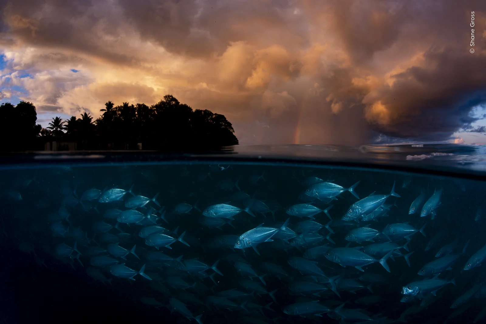 Bigeye trevally below a tropical island