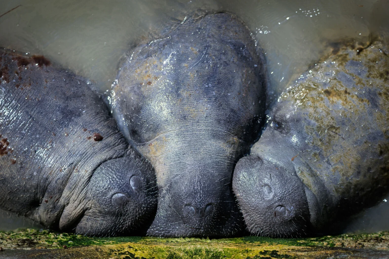 Three Florida manatees rest side by side in shallow water with their snouts at a drain edge.