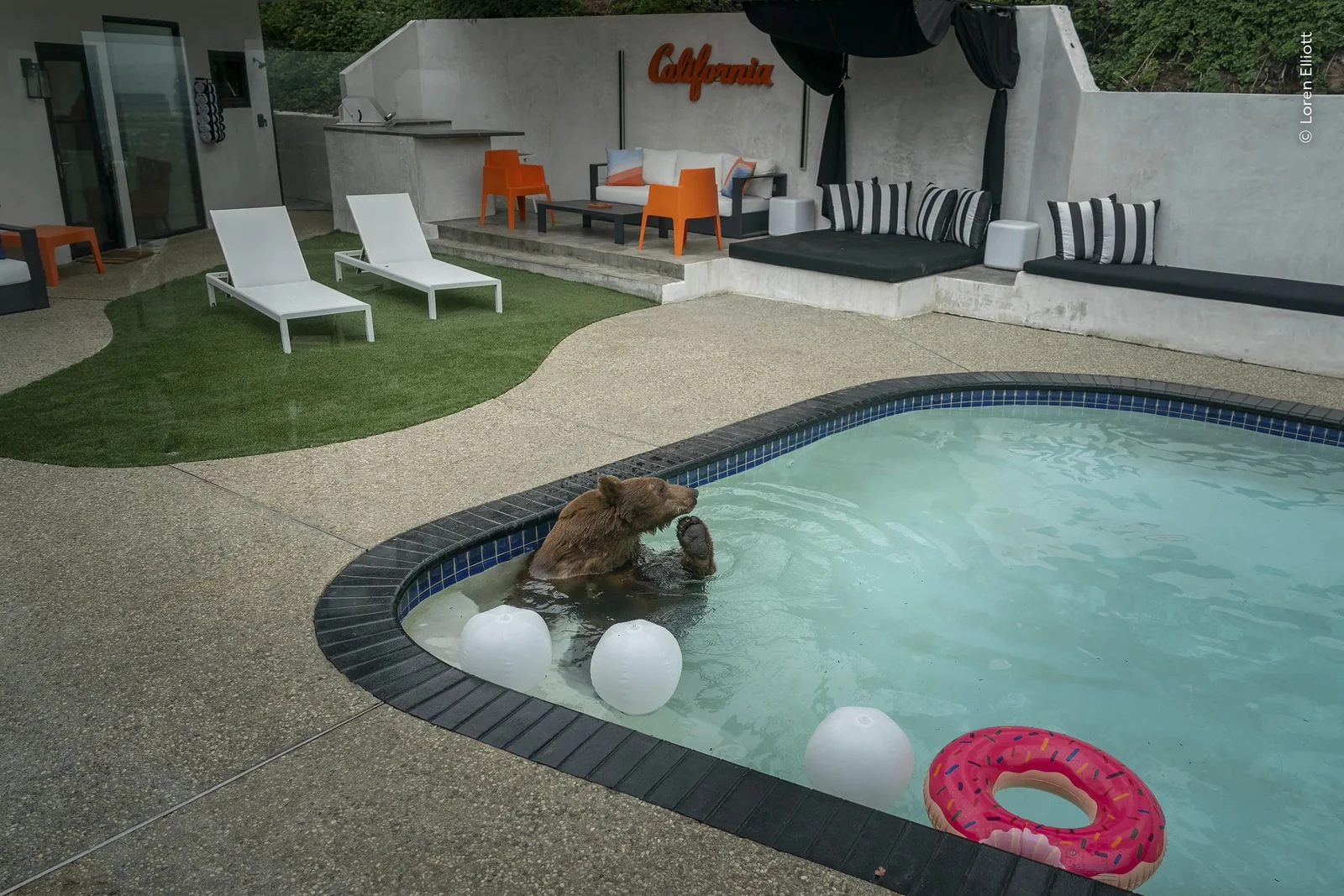 A black bear swimming in a residential pool