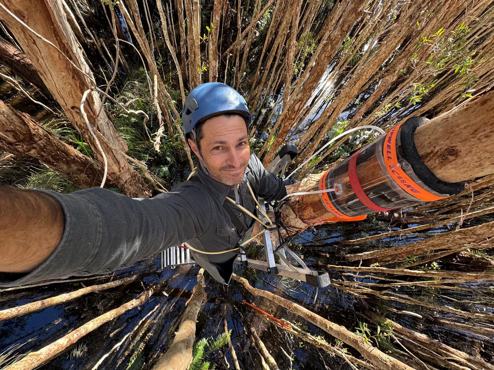 A researcher in a blue helmet stands on a ladder in a flooded forest while sampling tree bark.