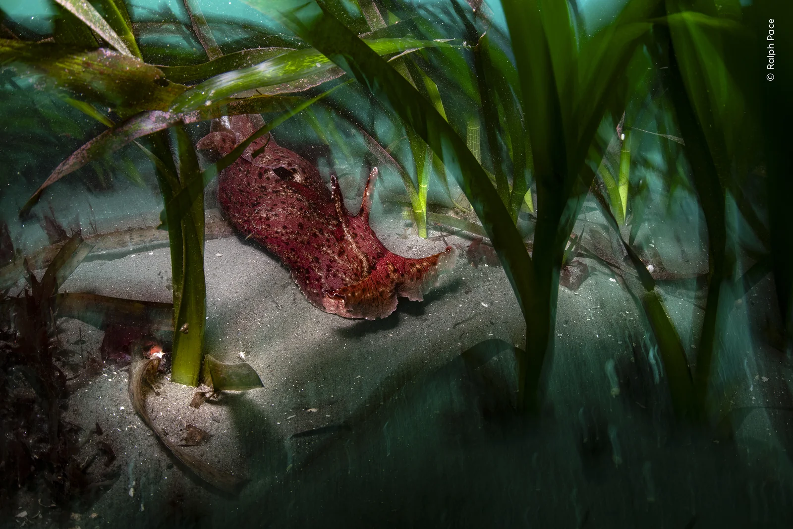 A sea hare in an eelgrass bed