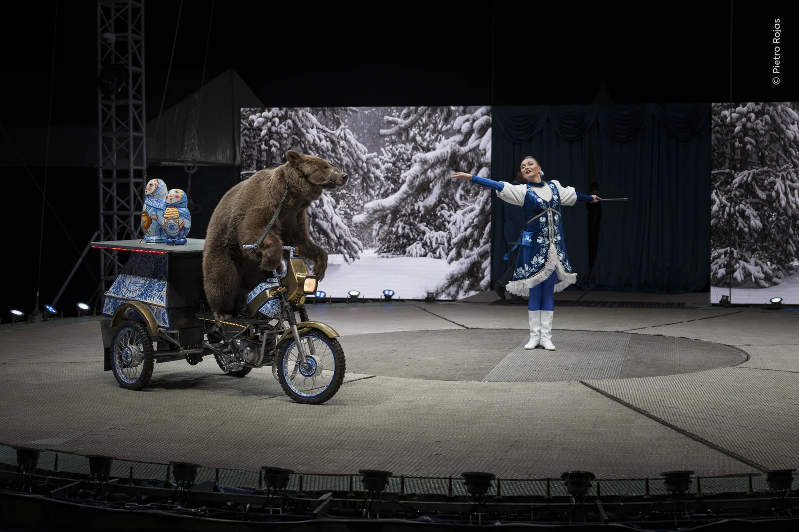 A muzzled bear riding a circus bicycle