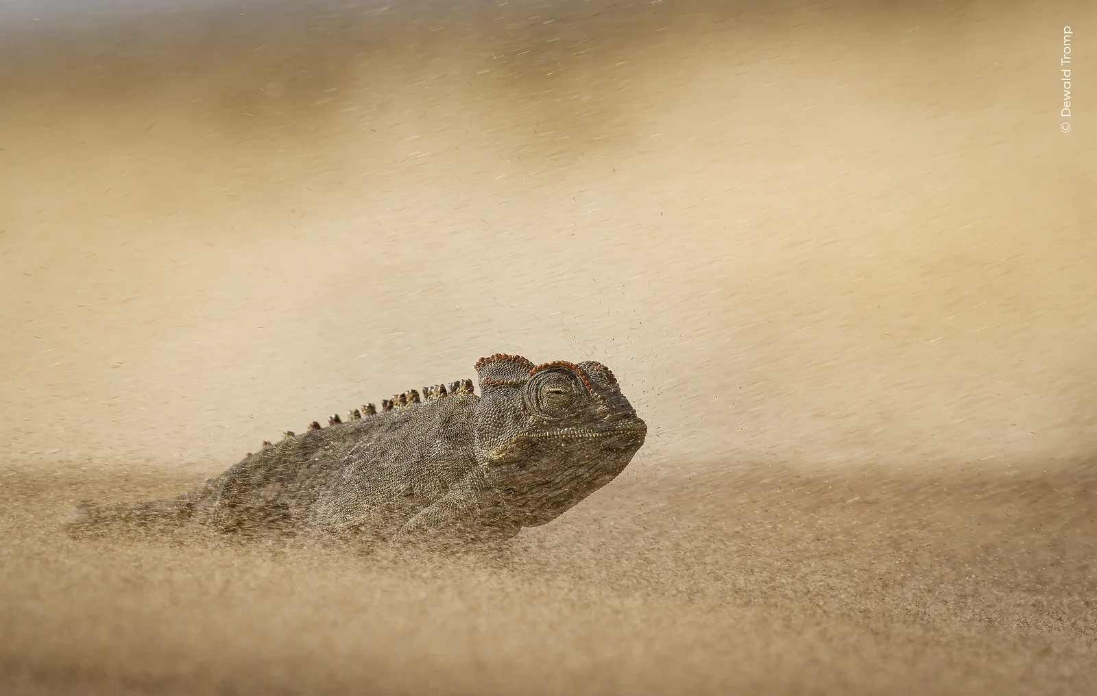 A Namaqua chameleon in a Namib sandstorm