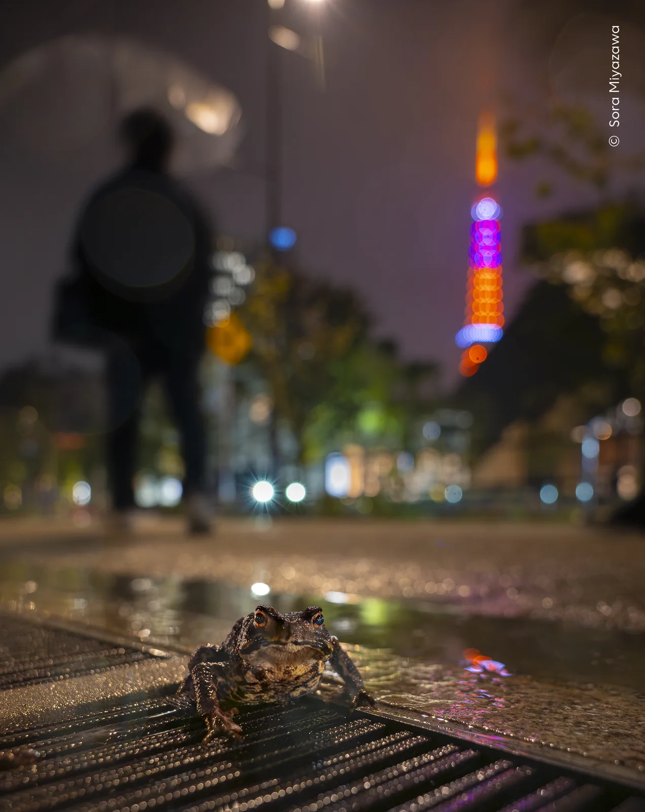 An eastern Japanese toad on a Tokyo street