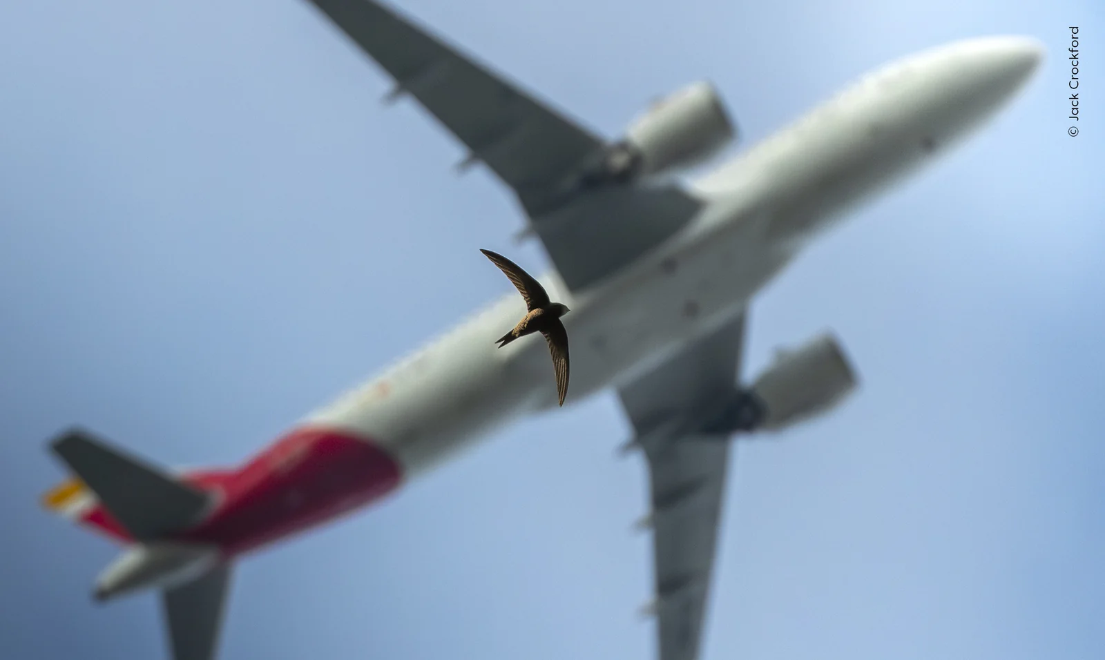 A swift flying in front of an approaching passenger aircraft