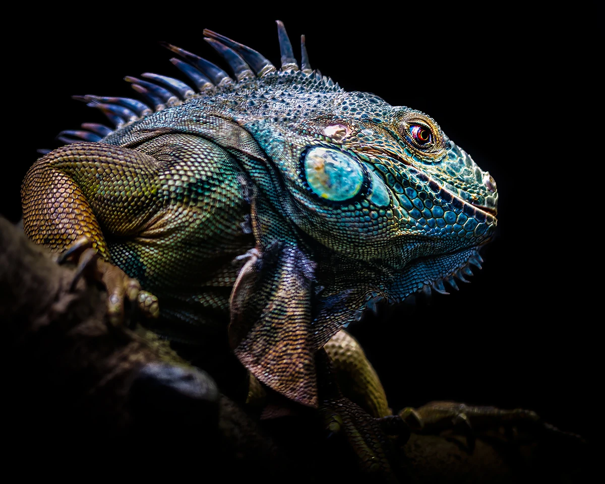 «Iguana» — Masaru Takagi, Special Photographer Of the Year στα IPA 2026