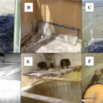 Σύνθεση έξι εικόνων με φωλιές μαύρων γυπών, αετού Chaco και αμερικανικών τυτώνων