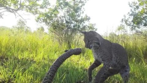 Camera trap κατέγραψε bobcat να επιτίθεται σε τεράστιο κροταλία
