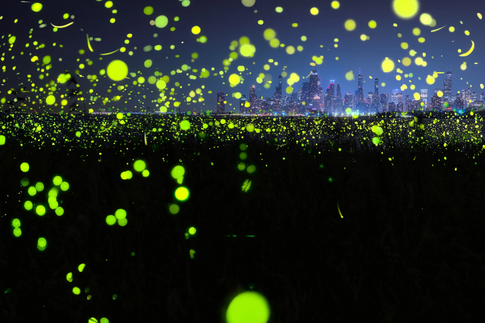 «Chicago Lights» – Gerri Whitley, 2η θέση στην κατηγορία Creatures of the Night
