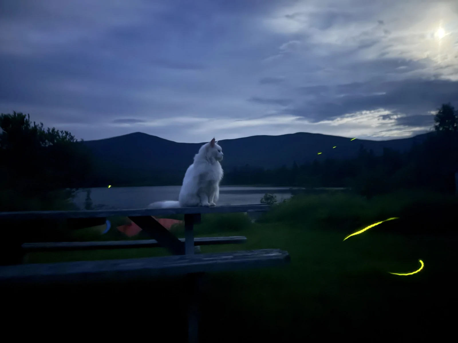 «Midsummer Night Cat and Fireflies» – Avis Kennedy-Stirling, 3η θέση στην κατηγορία Young Astrophotographers