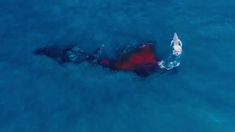 Drone Captures What Is Believed to Be the First Aerial Footage of a Humpback Whale Giving Birth