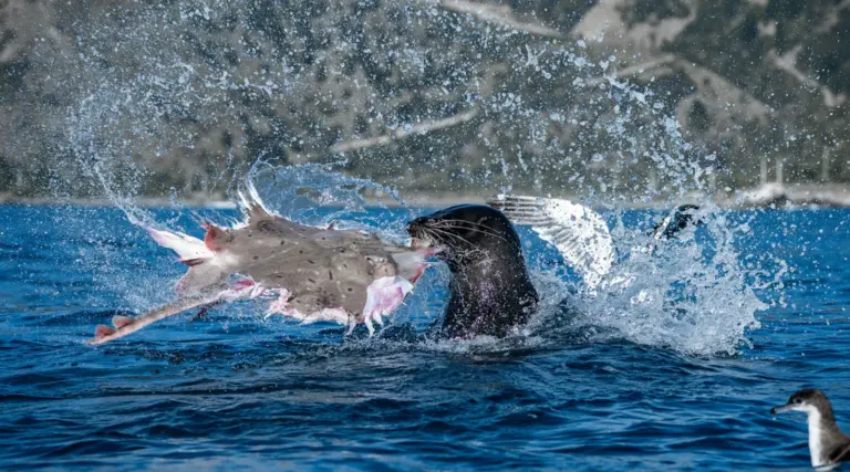 Οι συγκλονιστικοί φιναλίστ του Ocean Photographer of the Year 2026