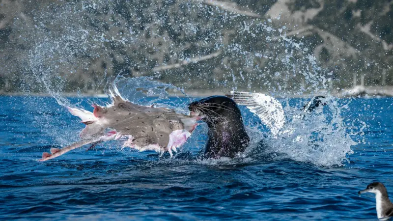 Ocean Photographer of the Year 2026 Finalists in 12 Powerful Images