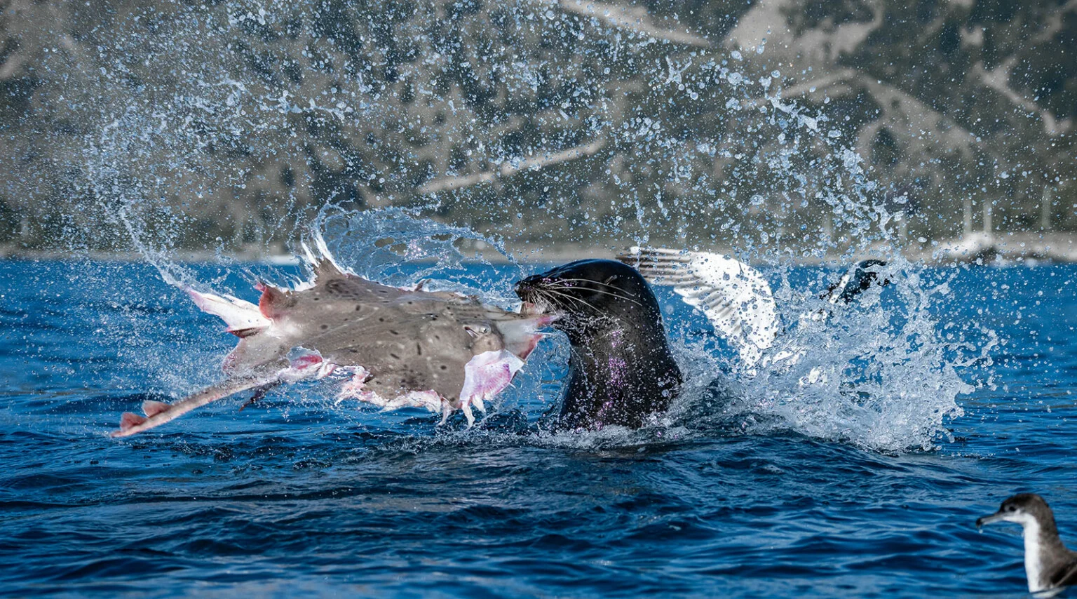 A New Zealand fur seal tears apart a rough skate while seabirds wait for scraps.