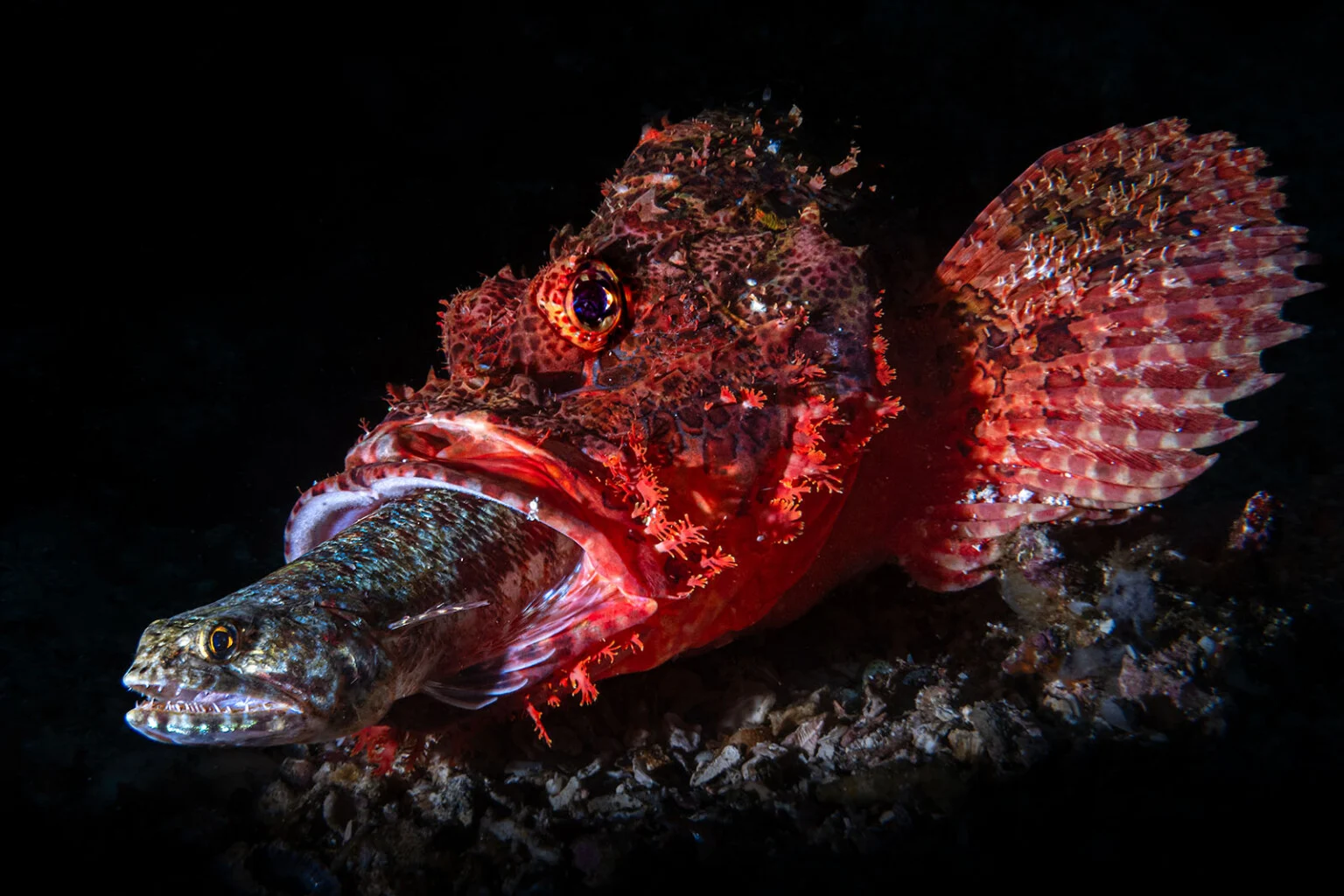 A reddish scorpionfish swallows a smaller lizardfish on the seabed.