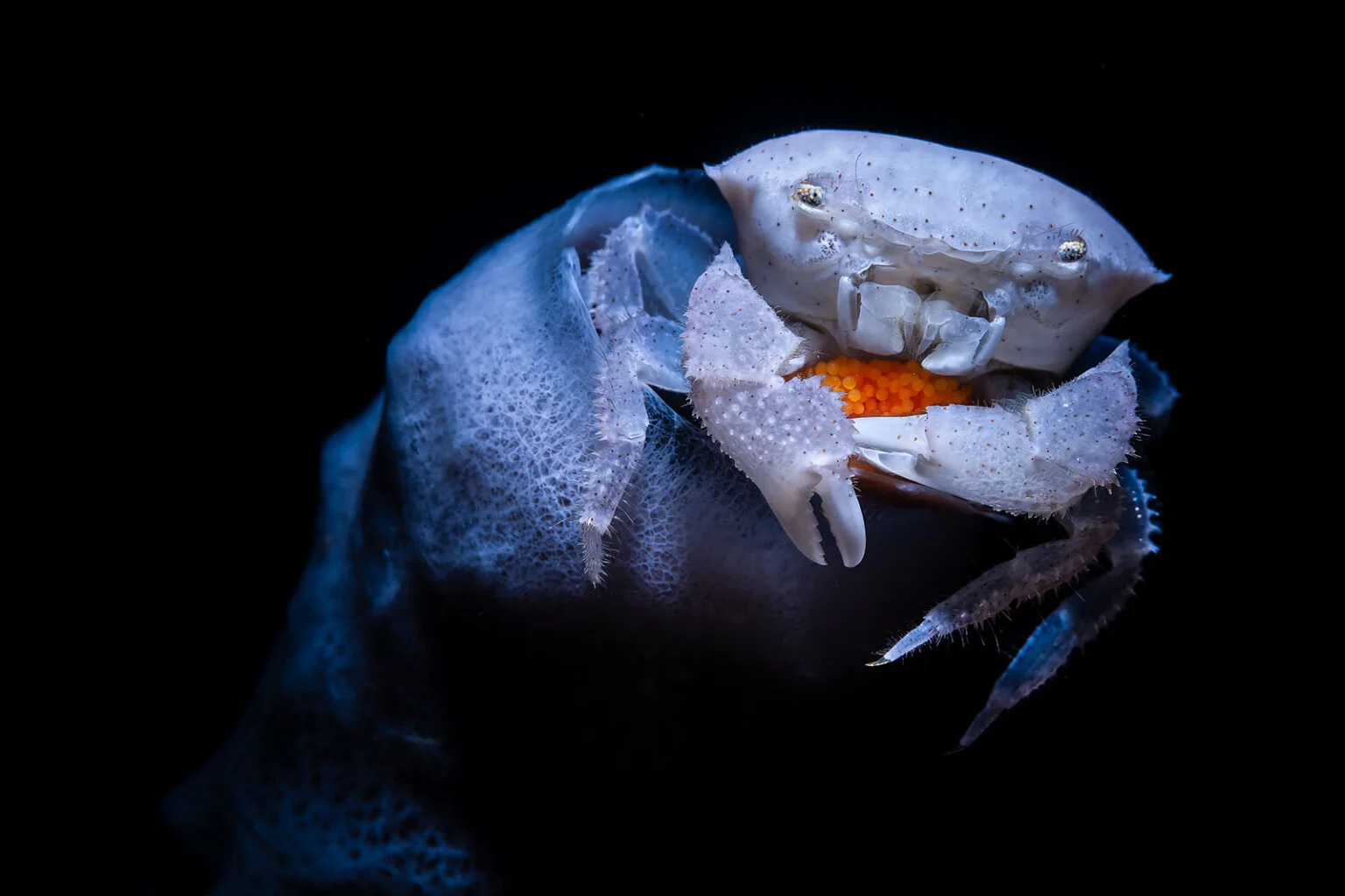 A shrimp carrying eggs shelters among coral branches with a bright orange glow behind it.