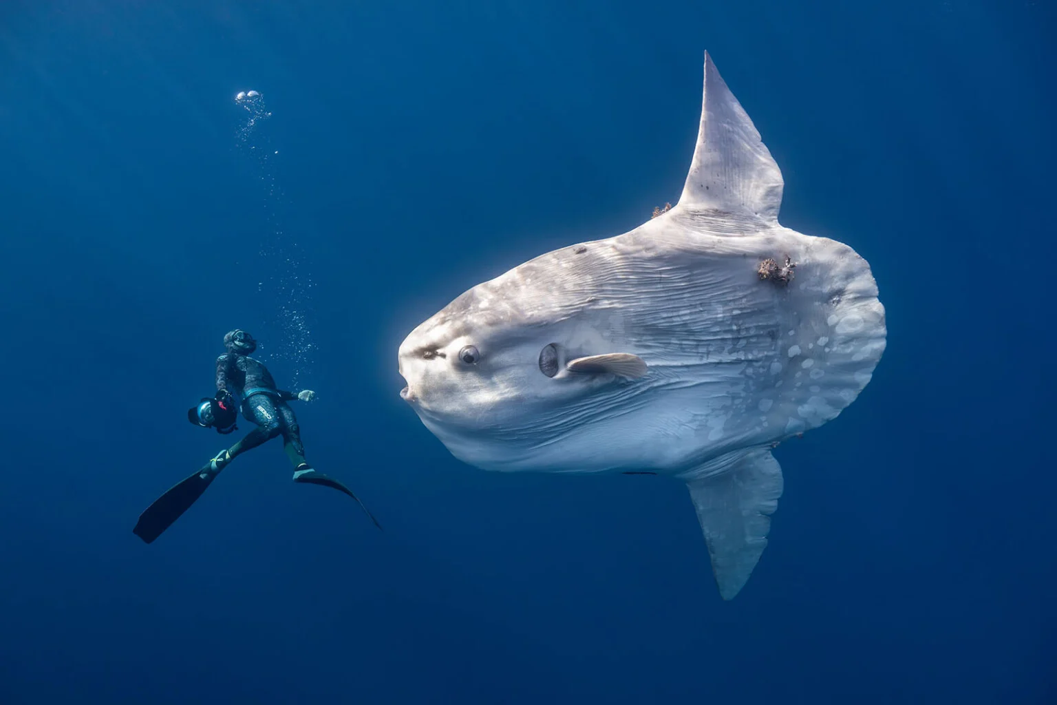 A diver swims beside a giant ocean sunfish in the blue waters off the Baja Peninsula.