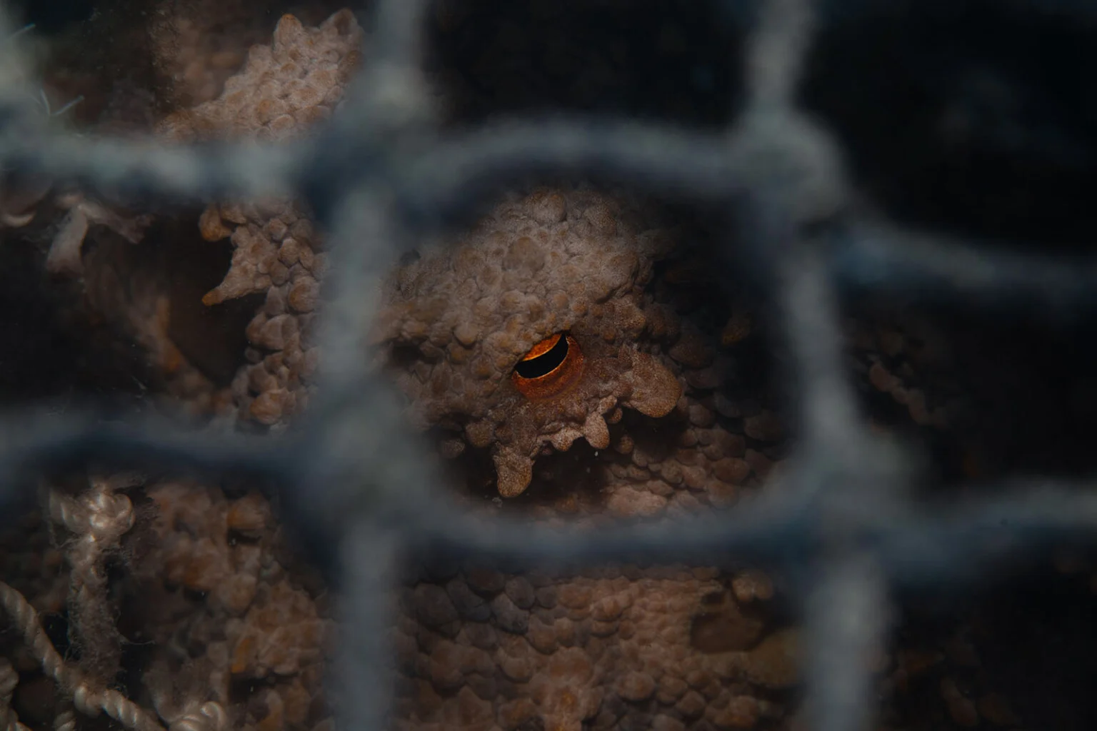 An octopus with a bright orange eye peers through the mesh of a lobster pot.