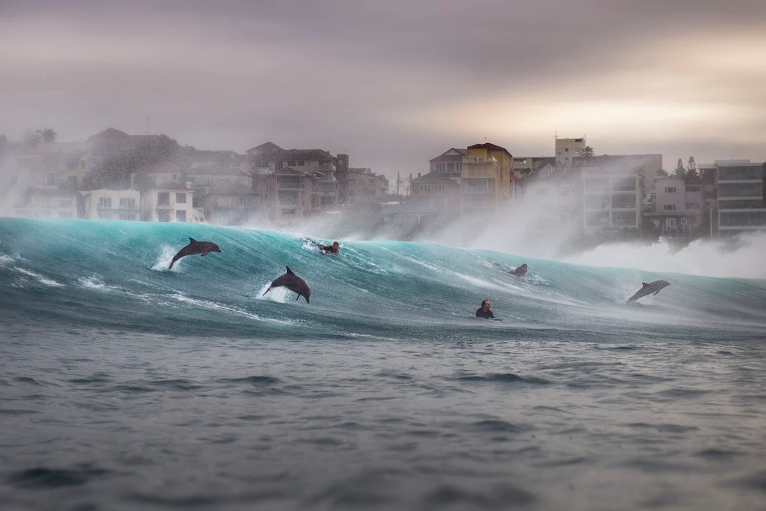 Dolphins leap through a large turquoise wave beside surfers at Tamarama Beach in Sydney.