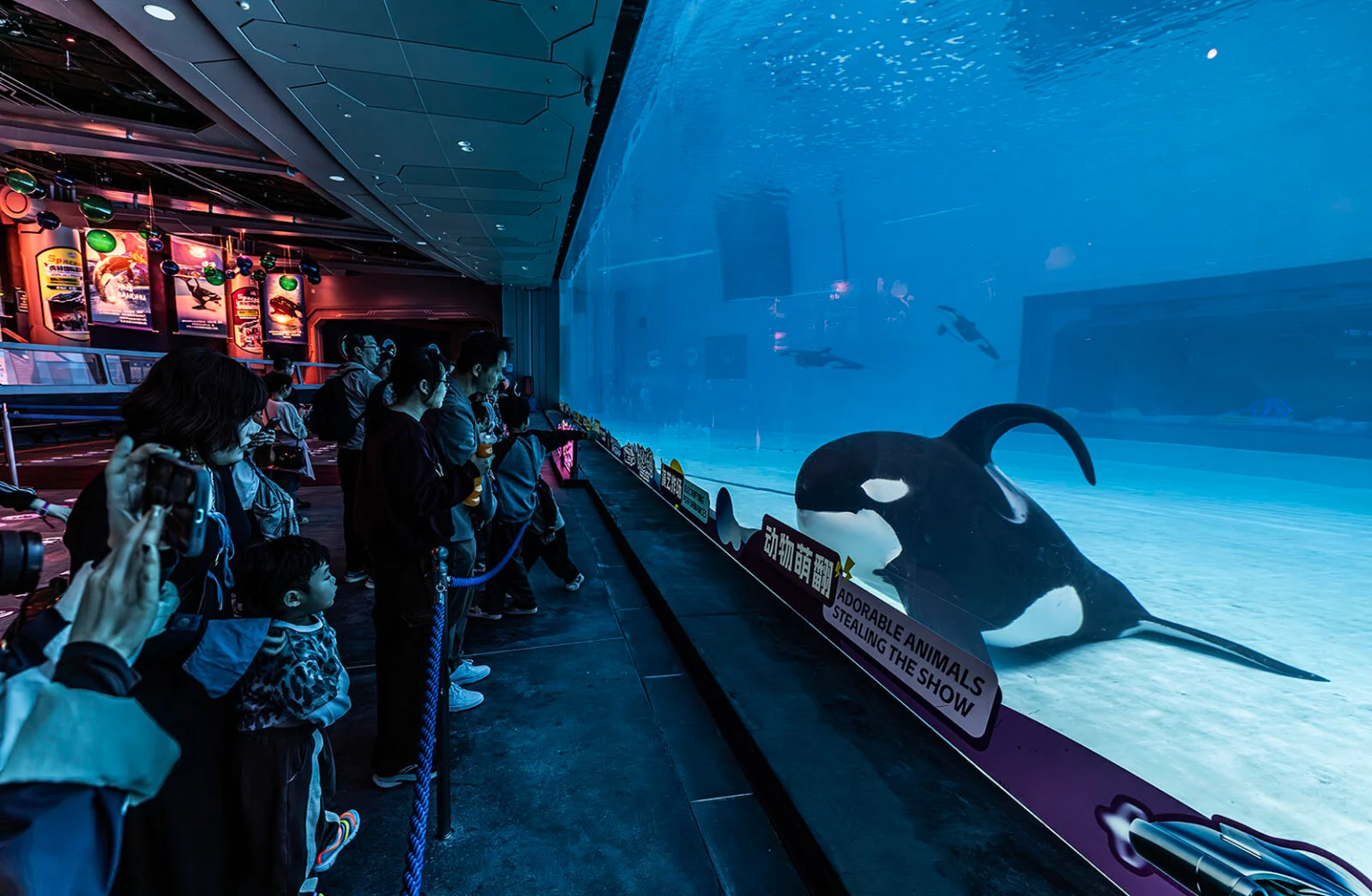 A male orca lies motionless on the floor of a concrete tank while visitors watch through glass.