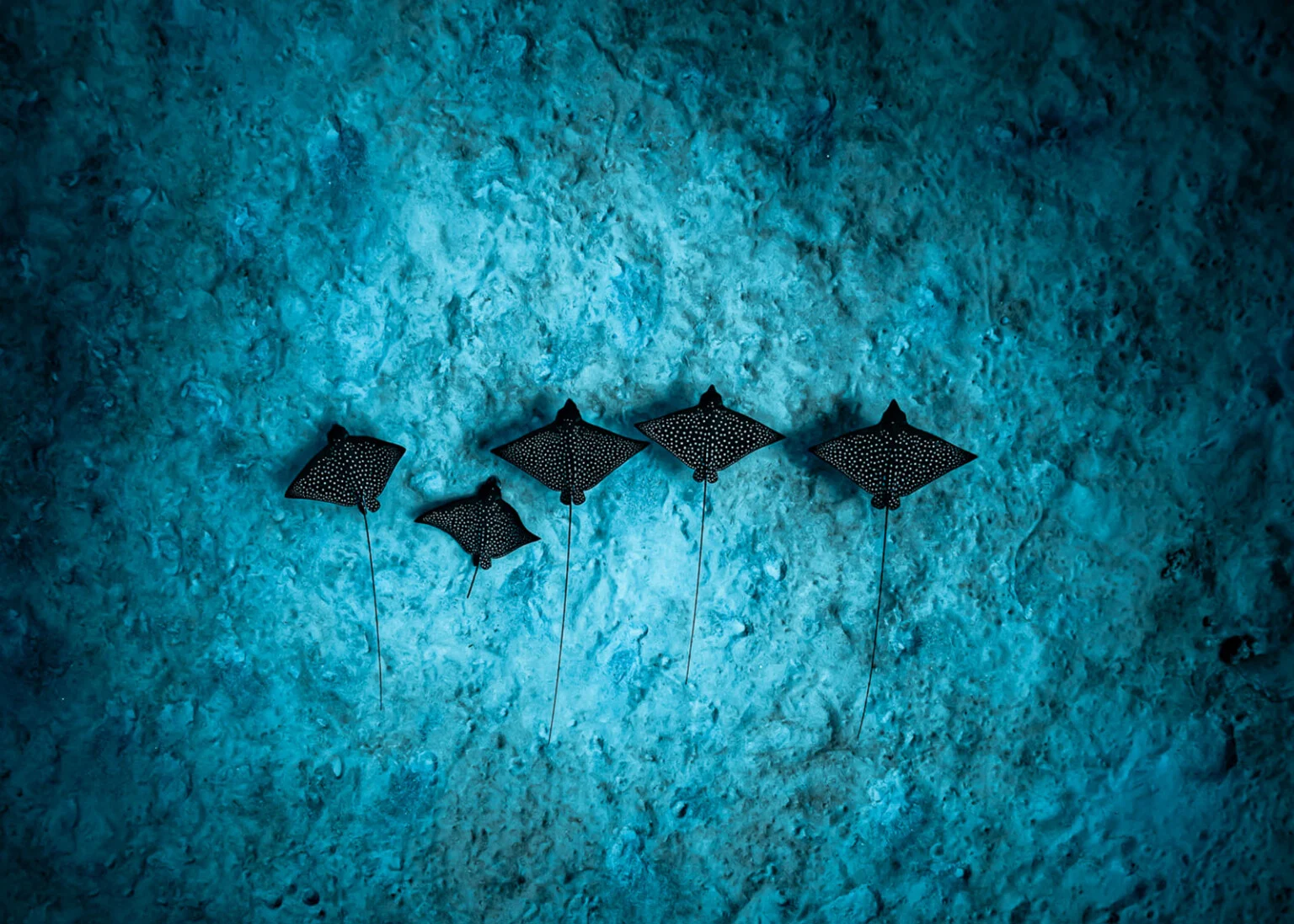 Five spotted eagle rays swim in a line above a sandy seabed.