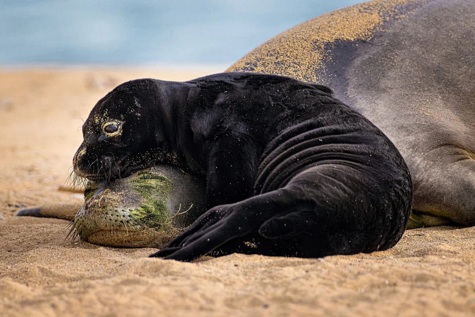 A newborn Hawaiian monk seal pup rests its head against its mother’s snout on a sandy beach.