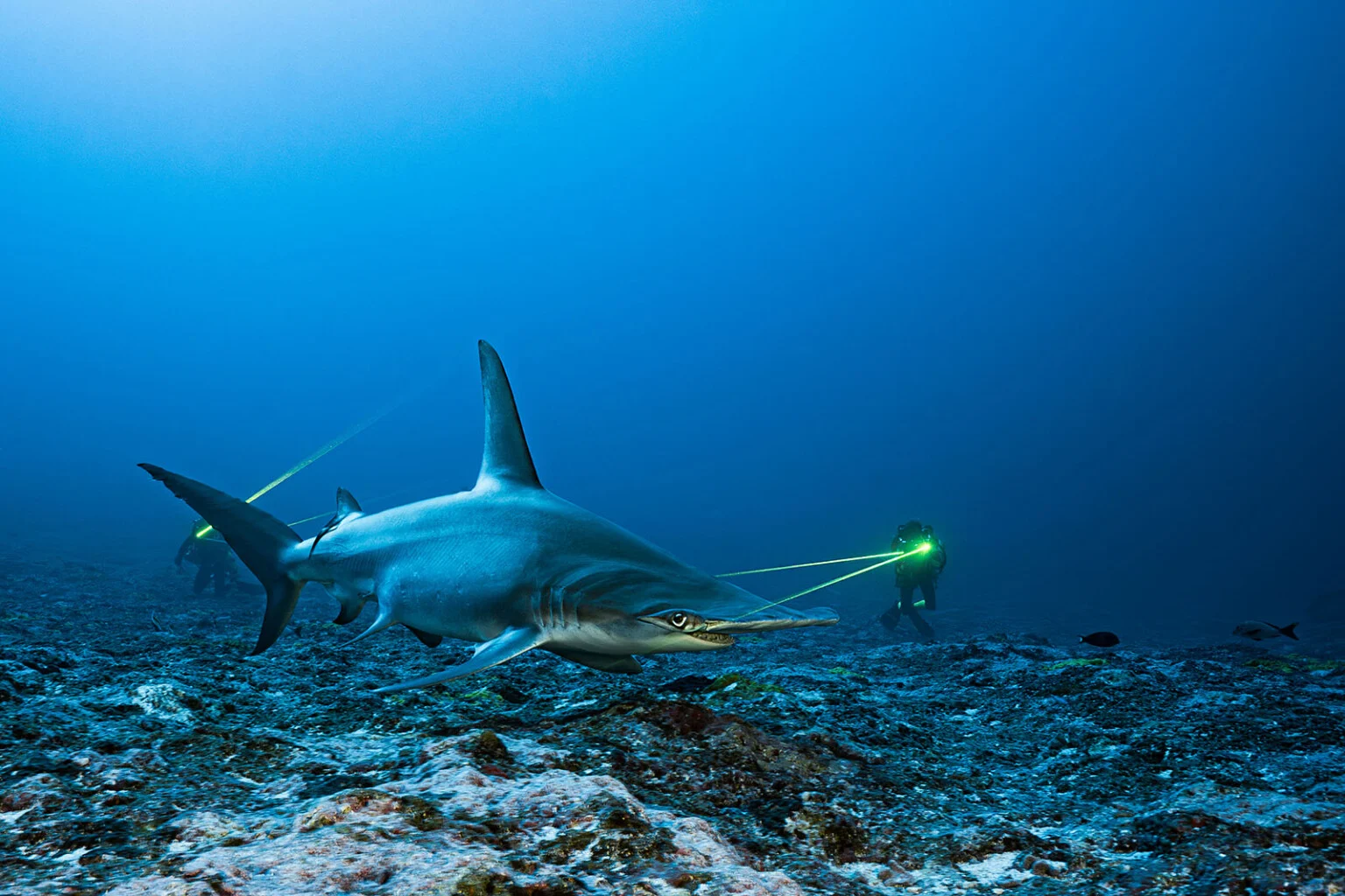 A hammerhead shark swims above a rocky seabed while two divers measure it using laser photogrammetry.