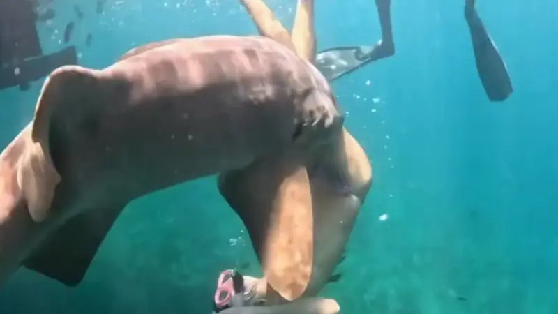 Shark Selfies: Experts Warn as Creators Push Too Close for Photos and Video