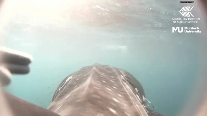 First-of-Its-Kind Camera Footage Shows the Ocean From a Whale Shark’s Perspective