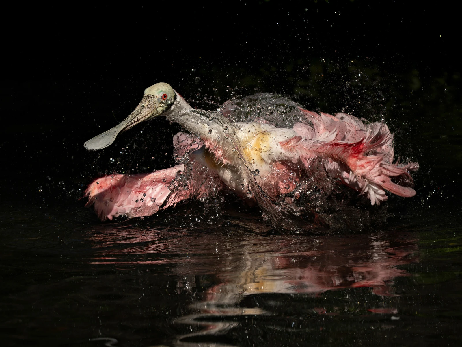 Roseate Spoonbill τινάζει νερό με ανοιχτές ροζ φτερούγες σε σκοτεινό φόντο