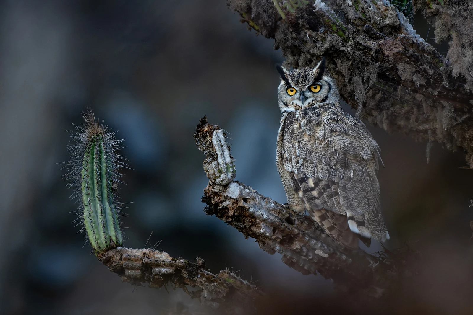 Lesser Horned Owl στέκεται σε κλαδί κάκτου στην έρημο της βόρειας Χιλής