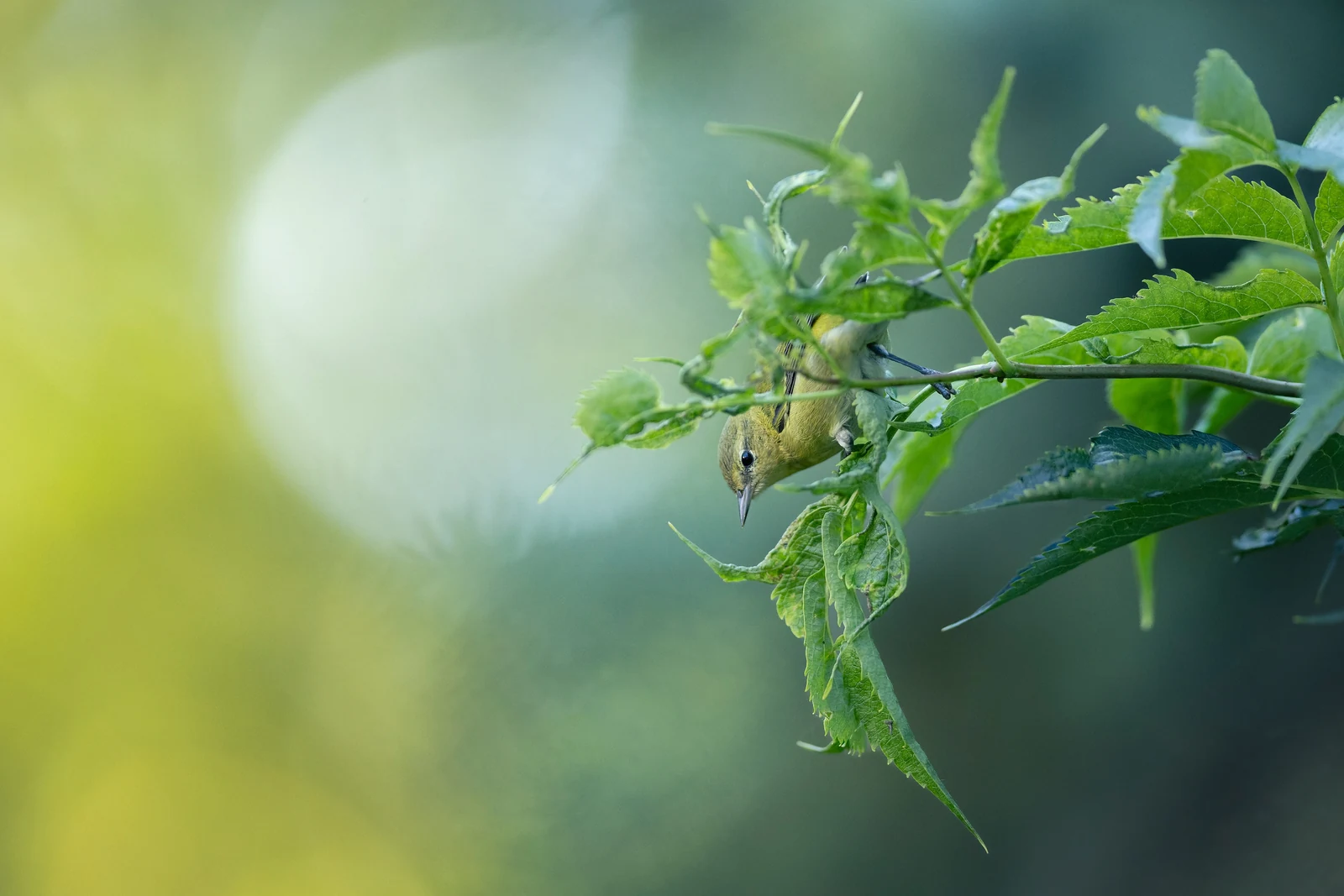 Tennessee Warbler ισορροπεί στην άκρη λεπτού κλαδιού με πράσινα φύλλα