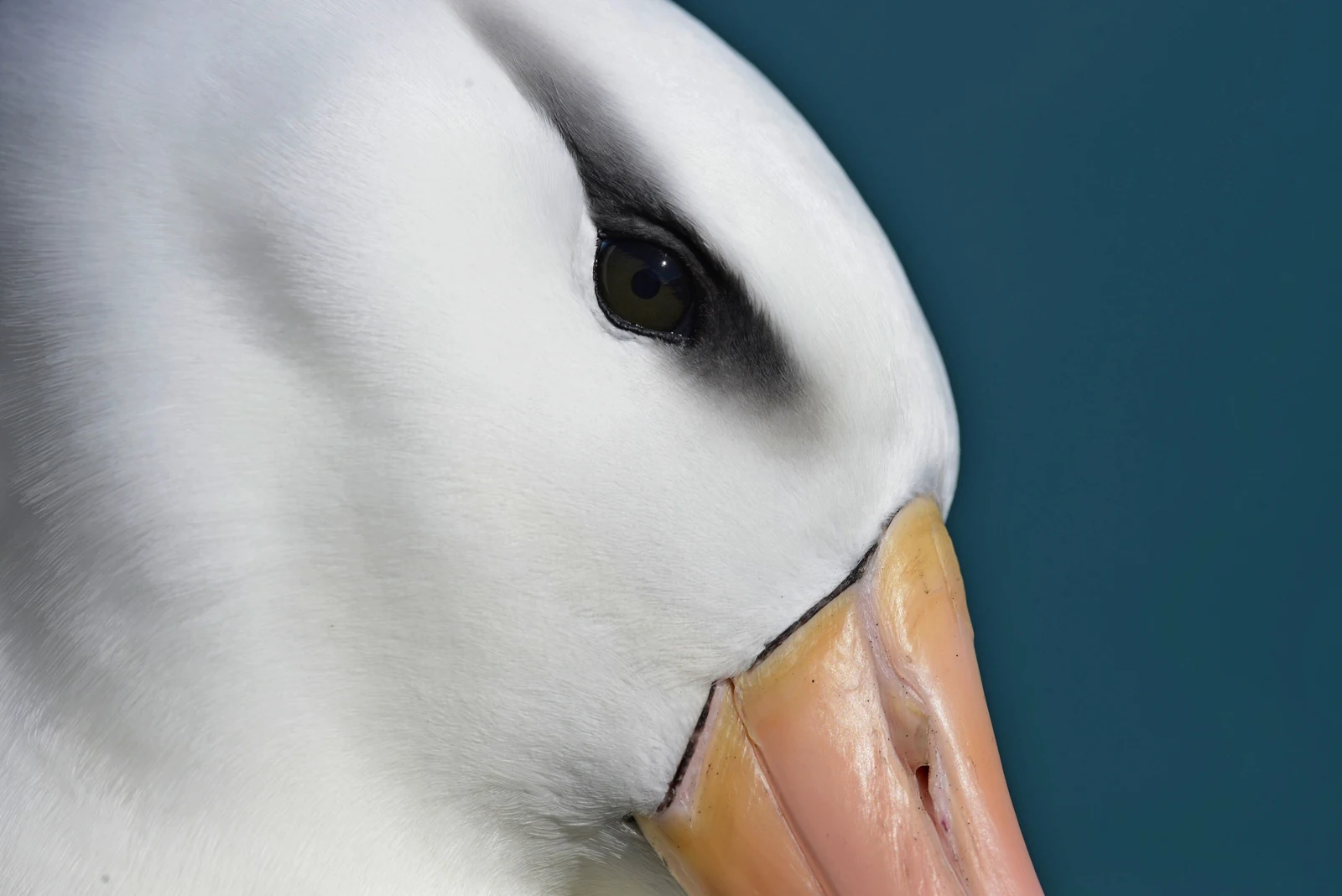 Κοντινό πορτρέτο Black-browed Albatross με γαλάζιο φόντο
