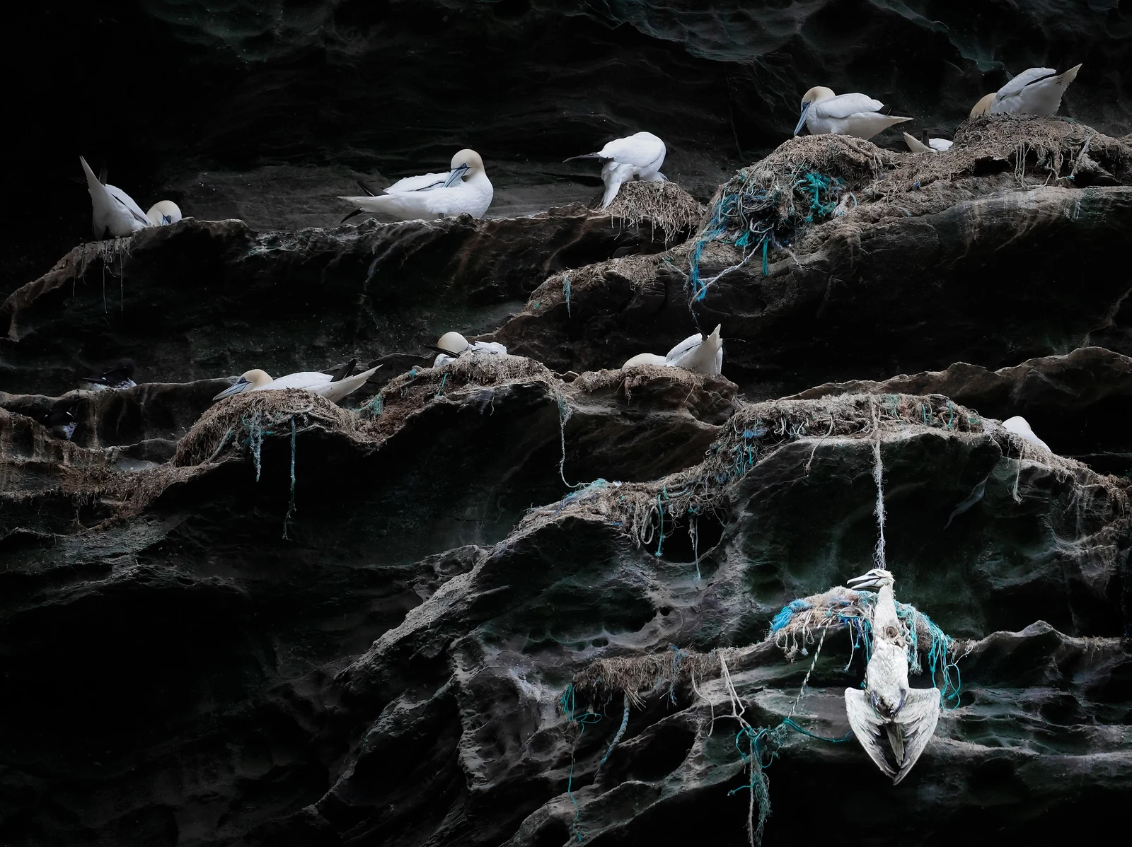Northern Gannet παγιδευμένο σε πετονιά κάτω από αποικία φωλιάσματος